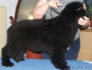 Превью фото № 142394