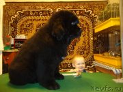 Превью фото № 142399