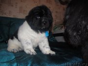 Превью фото № 142414