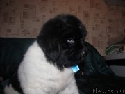 Превью фото № 142415