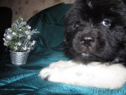 Превью фото № 142424