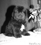 Превью фото № 142582