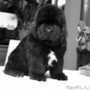 Превью фото № 142586