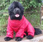 Превью фото № 14260