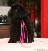 Превью фото № 142642