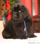 Превью фото № 142738