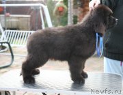 Превью фото № 142760