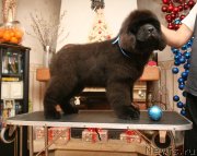 Превью фото № 142767