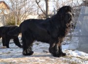 Превью фото № 142857