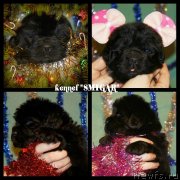 Превью фото № 142874