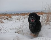 Превью фото № 142884