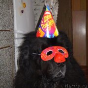 Превью фото № 142960