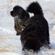 Превью фото № 142978