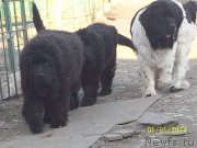 Превью фото № 142982