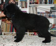 Превью фото № 143000