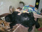 Превью фото № 143007