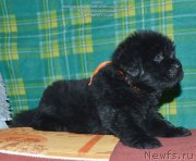 Превью фото № 143042