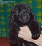 Превью фото № 143043