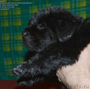 Превью фото № 143044