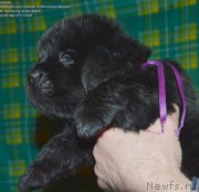 Превью фото № 143049