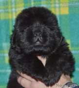 Превью фото № 143052