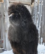 Превью фото № 143062