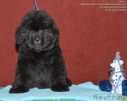 Превью фото № 143106