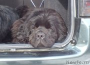 Превью фото № 143158