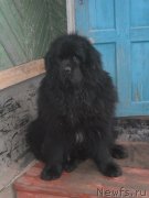 Превью фото № 143170