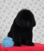 Превью фото № 143172