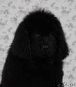 Превью фото № 143174