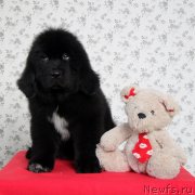 Превью фото № 143179