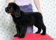 Превью фото № 143185