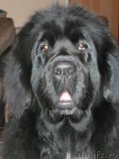 Превью фото № 143208