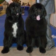 Превью фото № 143209