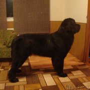 Превью фото № 143212