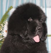 Превью фото № 143218