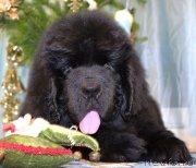 Превью фото № 143220