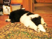 Превью фото № 143234