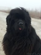 Превью фото № 143241