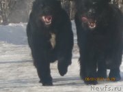 Превью фото № 143242