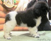 Превью фото № 143353