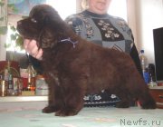 Превью фото № 143367