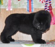 Превью фото № 143386