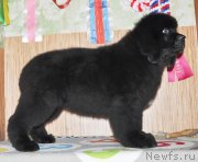 Превью фото № 143387