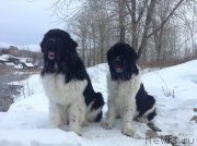 Превью фото № 143440