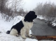 Превью фото № 143444