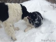 Превью фото № 143445