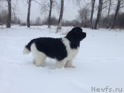 Превью фото № 143446