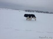 Превью фото № 143449